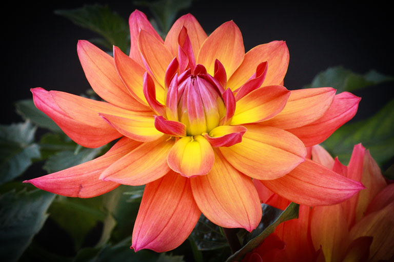 Orange dahlia on black 2 (2 of 2)
